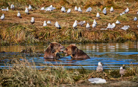 Grizzly bear at Knight Inlet
