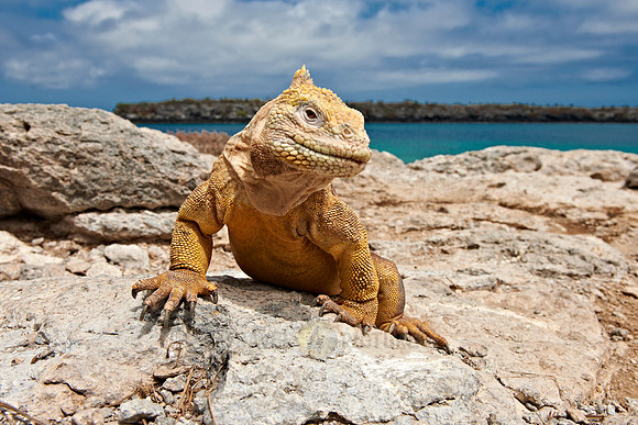 Galapagos Land Iguana