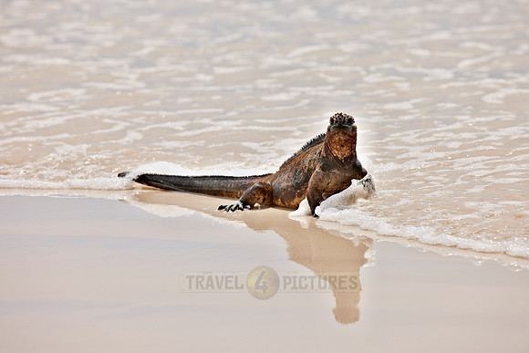 Marine Iguana on beach