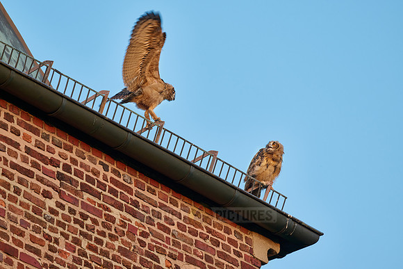 Eurasian eagle-owl (Bubo bubo), two fledglings on a roof
