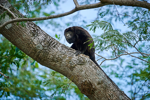 mantled howler (Alouatta palliata)