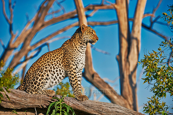 leopard (Panthera pardus)