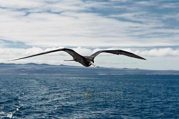 flying Frigatebirds