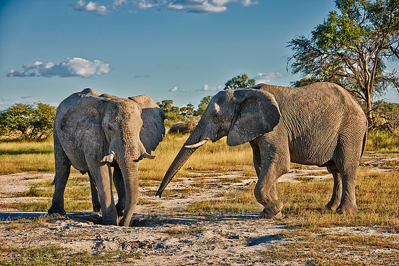 two male African bush elephants