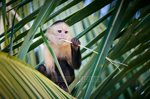 Panamanian white-faced capuchin (Cebus imitator)|