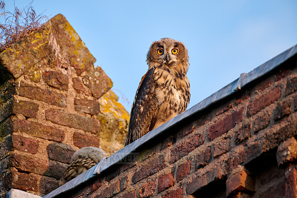 Eurasian eagle-owl fledgling (Bubo bubo) on a wall