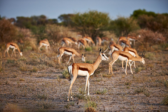 Springbok