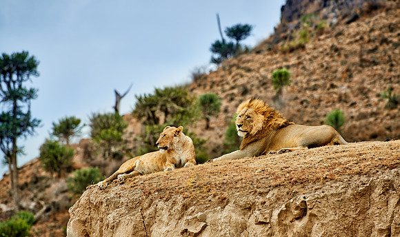 mating lions in Ngorongoro crater