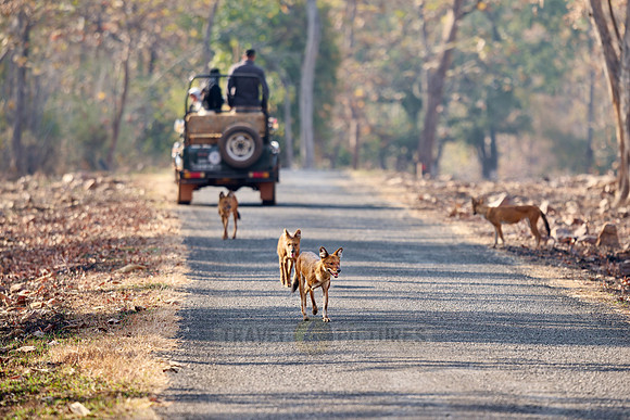 pack of dhole (Cuon alpinus) or indian wild dog