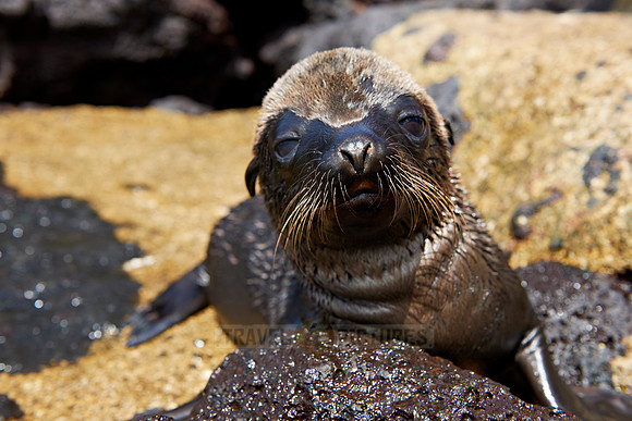 young Galapagos Sea Lion