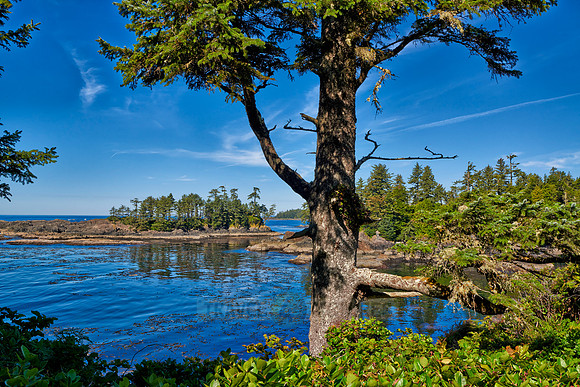 Wild Pacific Trail