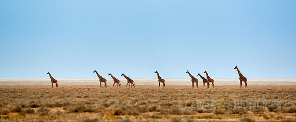 Giraffes in the vastness of a dry Serengeti