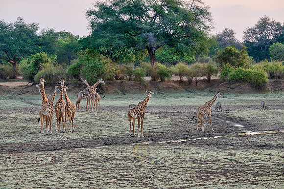 Thornicroft's giraffe (Giraffa camelopardalis thornicrofti)