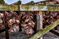 thousands of fishheads of Atlantic cod hanging to dry