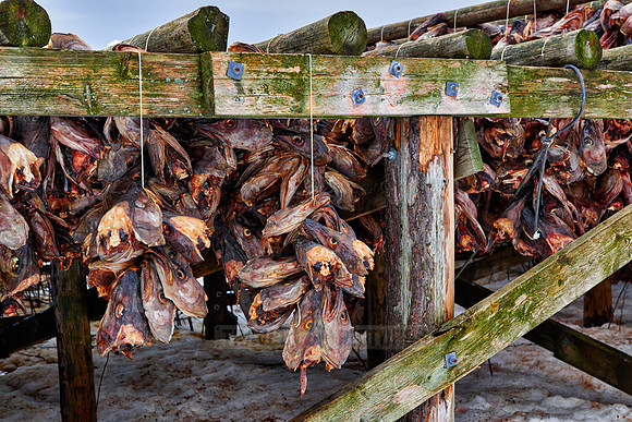 thousands of fishheads of Atlantic cod hanging to dry