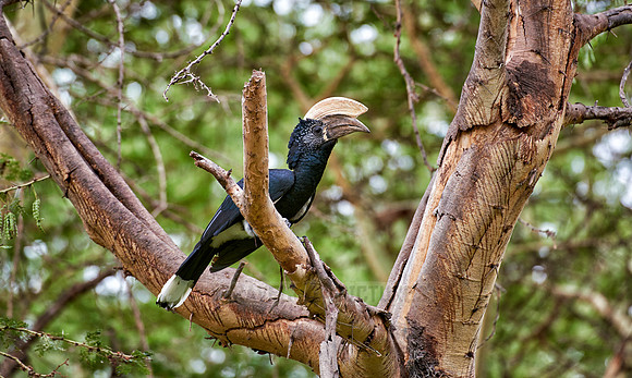 Silvery-cheeked hornbill