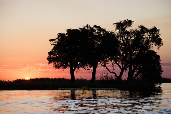 sunset with trees at Chobe River