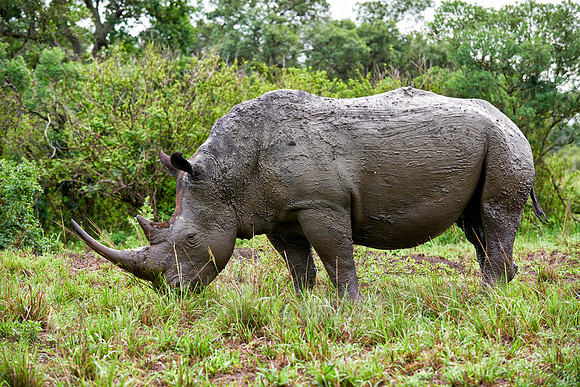 Southern white rhinoceros