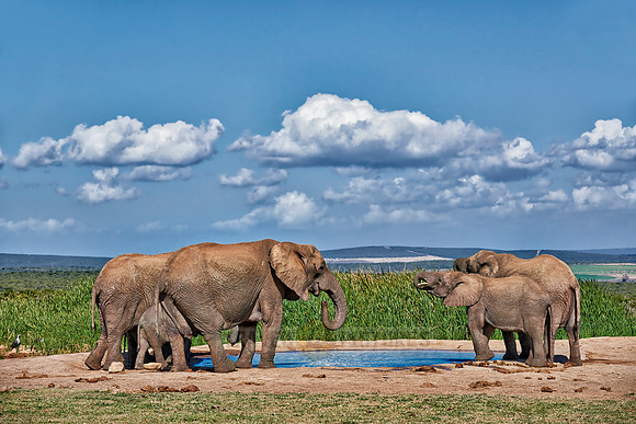 herd of African bush elephant