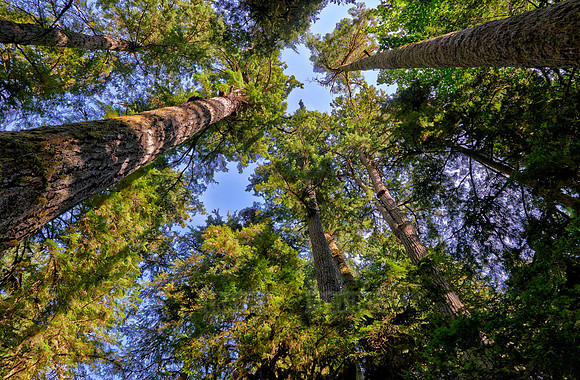 Cathedral Grove in MacMillan Park