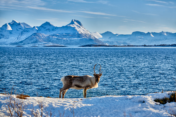 Reindeer at sea