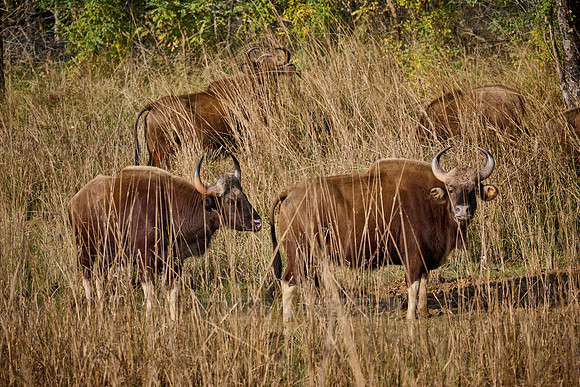 Indian Gaur (Bos gaurus)
