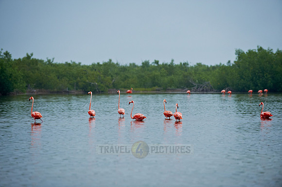 American Flamingo, Phoenicopterus ruber