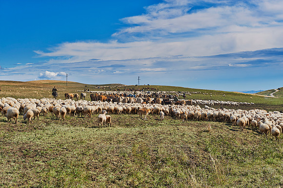 sheep herd in treeless landscape