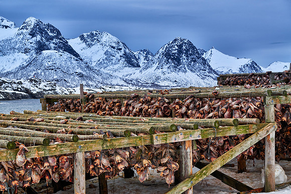 thousands of fishheads of Atlantic cod hanging to dry