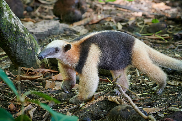 Northern tamandua (Tamandua mexicana)