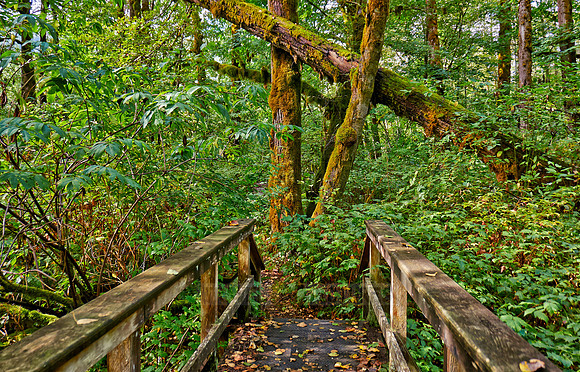 Great Bear Rainforest