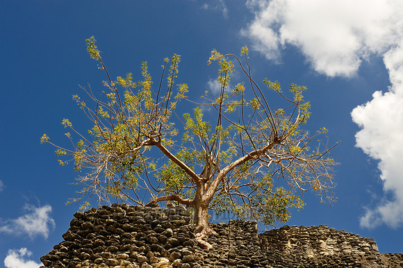 in wall grown tree
