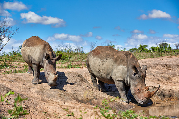 two Southern white rhinoceros