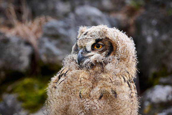 Eurasian eagle-owl (Bubo bubo), fledling on a rock