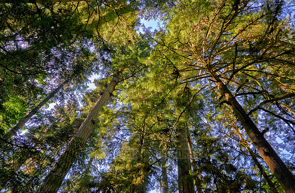 Cathedral Grove in MacMillan Park