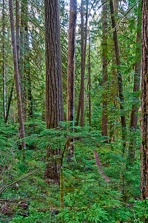 Strathcona Provincial Park