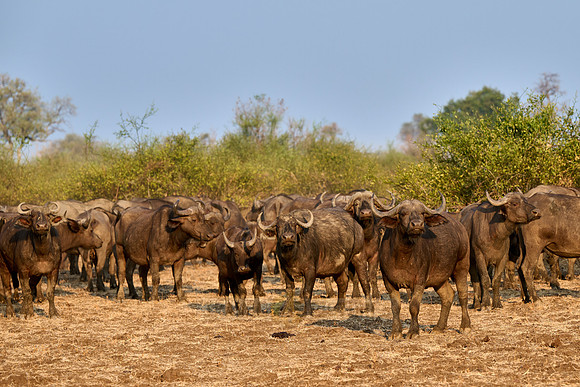 herd of African buffalo (Syncerus caffer)