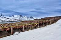 thousands of fishheads of Atlantic cod hanging to dry