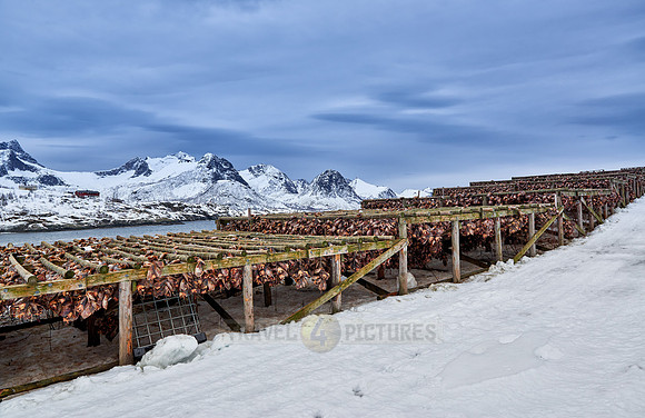 thousands of fishheads of Atlantic cod hanging to dry