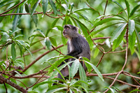 Blue monkey