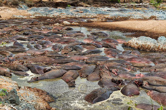huge amount of Hippos in Hippo-Pool, Serengeti
