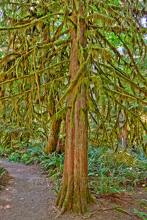 Cathedral Grove in MacMillan Park