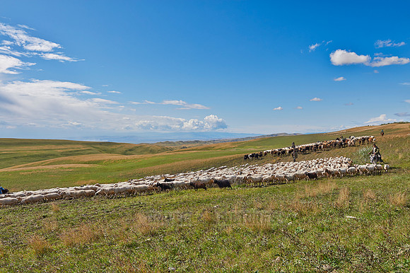 sheep herd in treeless landscape