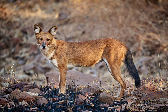dhole (Cuon alpinus) or indian wild dog