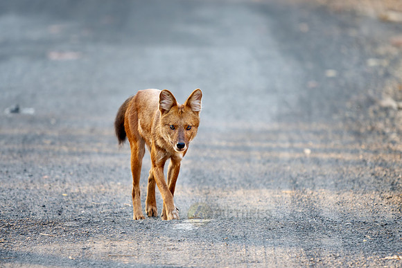 dhole (Cuon alpinus) or indian wild dog