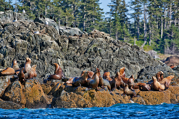 colony of Steller sea lion