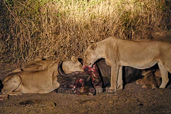 night shot pride of lioness (Panthera leo) at buffalo kill