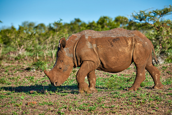 young Southern white rhinoceros