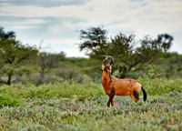 Südafrikanische Kuhantilope, Alcelaphus caama  |Red hartebeest, Alcelaphus caam|