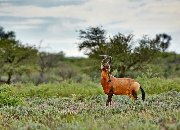 Südafrikanische Kuhantilope, Alcelaphus caama  |Red hartebeest, Alcelaphus caam|